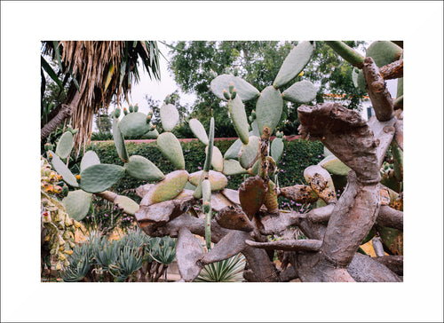Photo 'Cactus Bloom'